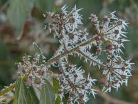 Břečťan popínavý (Hedera helix)