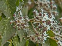 Břečťan popínavý (Hedera helix)