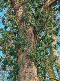 Břečťan popínavý (Hedera helix)