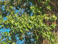 Břečťan popínavý (Hedera helix)