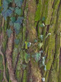 Břečťan popínavý (Hedera helix)