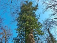 Břečťan popínavý (Hedera helix)