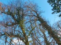 Břečťan popínavý (Hedera helix)