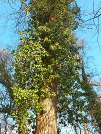 Břečťan popínavý (Hedera helix)