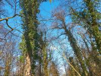 Břečťan popínavý (Hedera helix)