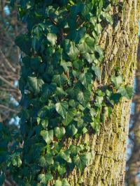 Břečťan popínavý (Hedera helix)