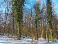 Břečťan popínavý (Hedera helix)