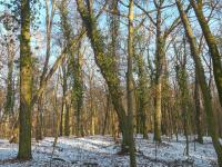Břečťan popínavý (Hedera helix)