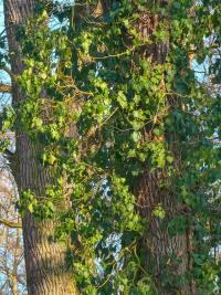Břečťan popínavý (Hedera helix)