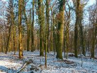 Břečťan popínavý (Hedera helix)
