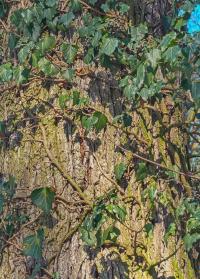 Břečťan popínavý (Hedera helix)