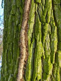 Břečťan popínavý (Hedera helix)