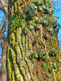 Břečťan popínavý (Hedera helix)