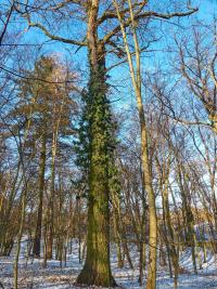 Břečťan popínavý (Hedera helix)