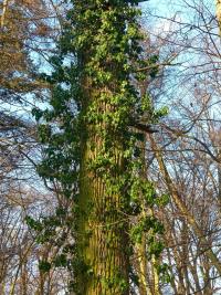 Břečťan popínavý (Hedera helix)