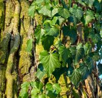 Břečťan popínavý (Hedera helix)