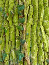 Břečťan popínavý (Hedera helix)