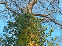 Břečťan popínavý (Hedera helix)