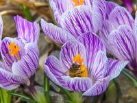 Šafrán jarní 'Pickwick'