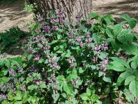 Hluchavka skvrnitá (Lamium maculatum)