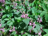 Hluchavka skvrnitá (Lamium maculatum)