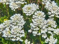 Iberka vždyzelená (Iberis sempervirens)