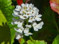 Iberka vždyzelená (Iberis sempervirens)