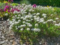 Iberka vždyzelená (Iberis sempervirens)