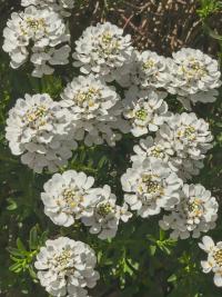 Iberka vždyzelená (Iberis sempervirens)