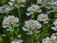 Iberka vždyzelená (Iberis sempervirens)