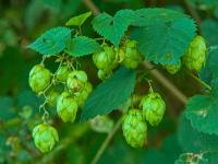 Chmel otáčivý (Humulus lupulus)
