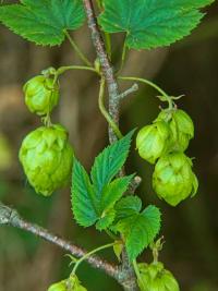 Chmel otáčivý (Humulus lupulus)