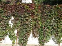 Fünfblättrige Zaunrebe, Wilder Wein