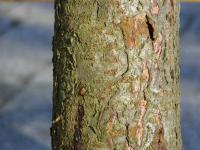 Škumpa ocetná - kůra (Rhus typhina)