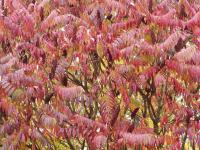 Škumpa ocetná (Rhus typhina)