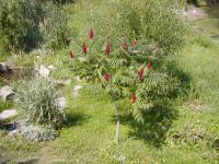 Škumpa ocetná (Rhus typhina)