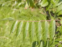 Škumpa ocetná (Rhus typhina)