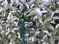 Bobkovišeň lékařská (Prunus laurocerasus)