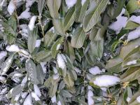 Bobkovišeň lékařská (Prunus laurocerasus)