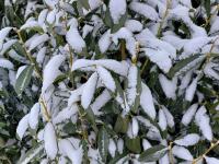 Bobkovišeň lékařská (Prunus laurocerasus)