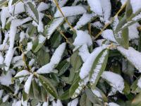 Bobkovišeň lékařská (Prunus laurocerasus)