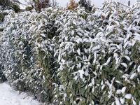 Bobkovišeň lékařská (Prunus laurocerasus)