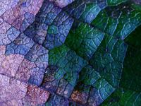 Loubinec trojlaločný - makrofotografie podzimního listu