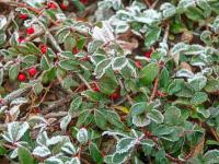 Skalník dammerův (Cotoneaster dammeri)