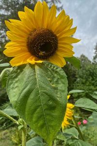 Slunečnice roční (Helianthus annuus)