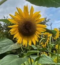 Slunečnice roční (Helianthus annuus)