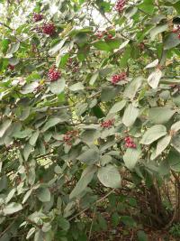 Kalina tušalaj (Viburnum lantana)