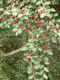 Skalník rozkladitý (Cotoneaster divaricatus)