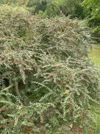 Skalník rozkladitý (Cotoneaster divaricatus)