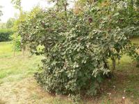 Kalina tušalaj (Viburnum lantana)